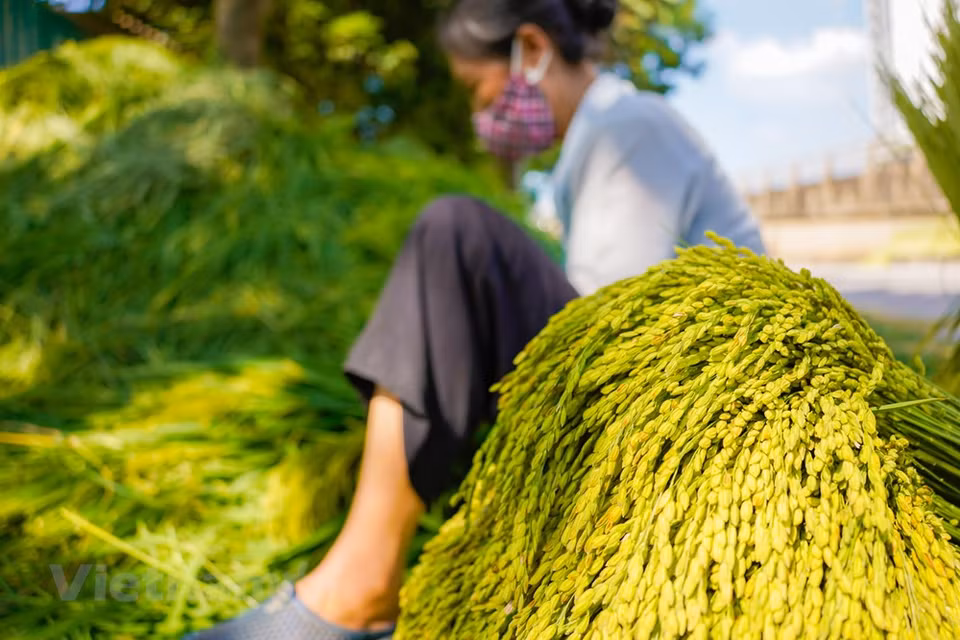 Le côm, un encas prisé par les Hanoïens à chaque arrivée de l’automne, est constitué de jeunes grains de riz gluant. Vendu dans tous les coins de rues de la capitale, il peut être consommé directement ou être transformé en divers plats populaires. En ce mois de septembre, l’automne est palpable partout à Hanoï : les couleurs se font plus pâles, les feuilles de certaines essences d’arbres prennent des tournures jaune ocre, l’odeur des fleurs d’alstonia envahit les rues et le vent roux (vent frais et sec venu du nord-ouest) vient lécher délicatement le visage, faisant frémir cette végétation luxuriante. Photo: VietnamPlus