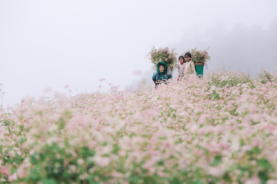  En sa pleine floraison, les fleurs de sarrasin donnent une toute nouvelle allure aux paysages de la région à l’extrême Nord du Vietnam. Avec leurs couleurs rose et violet, les fleurs de sarrasin éclairent le tableau des montagnes karstiques et des roches épineuses en le rendant extrêmement gracieux et mystérieux. Selon une légende de l’ethnie minoritaire des H’mong, à l’époque où les habitants de cette région montagneuse vivaient principalement du riz et du maïs, une famine dévasta les villages. La terre est devenue stérile et les gens partirent à la recherche de nourriture. Un jour, un parfum étrange et agréable les attira et les poussa à suivre... 