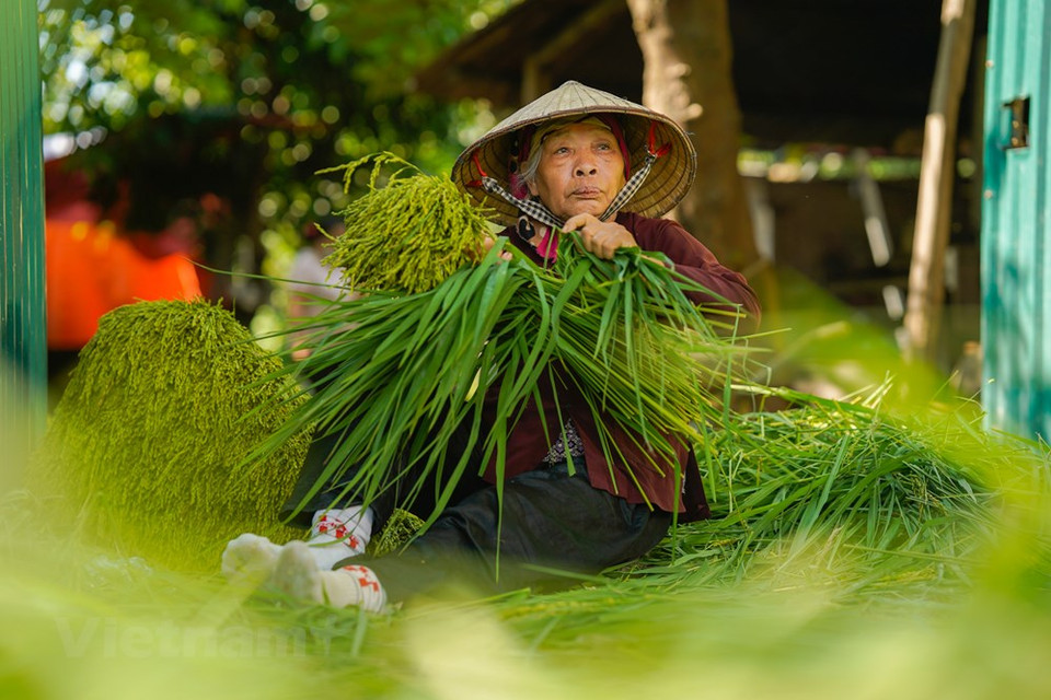 À chaque l’arrivée de l’automne, les Hanoïens inscrivent dans leur menu un encas très spécial : le côm. Une habitude ancestrale. À Hanoï, le côm est vendu un peu partout : dans les rues, les marchés... Les graines de riz vertes décortiquées et pilées sont placées dans un panier en bambou tressé sur lequel sont préalablement disposées de larges feuilles de lotus fraîches. En fonction de la commande du client, la vendeuse enveloppe une quantité - souvent de 100 grammes, 200 grammes... et jusqu’à un kilo - au milieu d’une feuille de lotus fraîche sous la forme d’un paquet carré ficelé à l’aide de brins de paille de riz. Photo: VietnamPlus