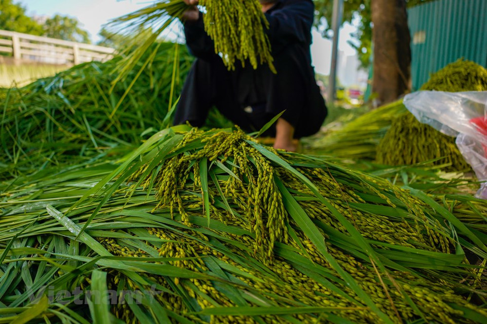 ''Nous avons profité du Sommet États-Unis - République populaire démocratique de Corée pour présenter notre côm au plus grand nombre d’étrangers possible. Notre village compte 85 fabricants de côm, et nous serions tous heureux de vous accueillir chez nous pour vous faire découvrir notre métier'', dit-il. Il y a deux saisons principales pour faire le côm : au début de l’été et en automne, vers le milieu du 7e mois lunaire. Les fins connaisseurs vous diront que c’est à ces moments-là que le côm atteint son pic de saveur, ce qui n’est pas peu dire. En effet, les Hanoïens vivant loin de chez eux, et même à l’étranger, se souviennent de la saveur du côm, en particulier lors de la fête de la mi-automne. Photo: VietnamPlus