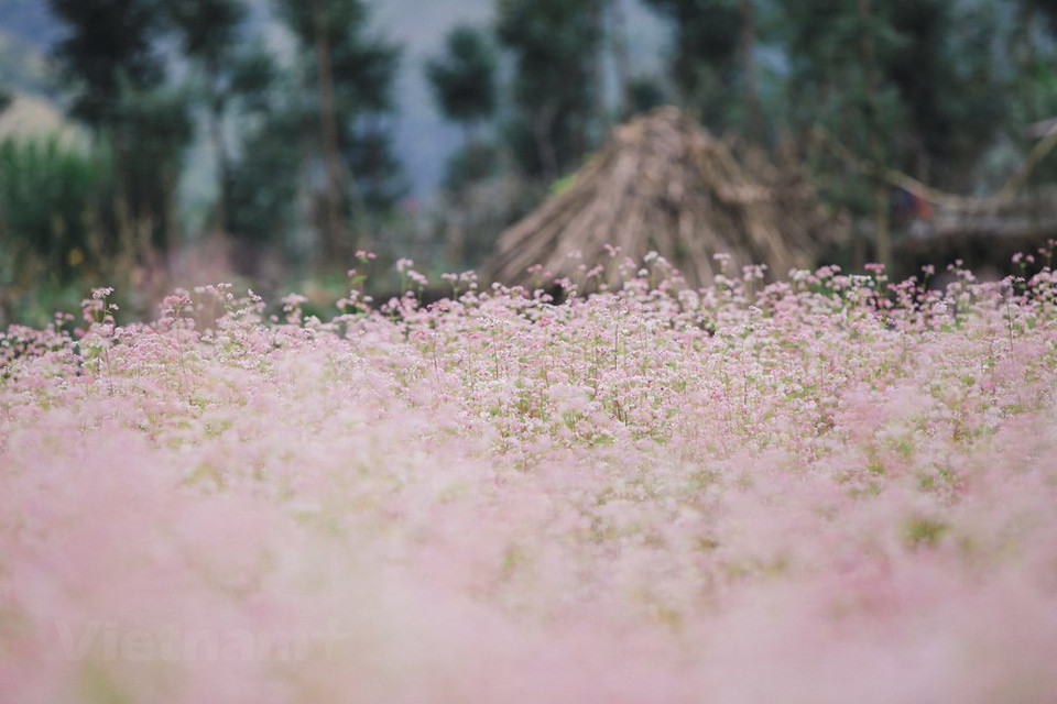 Chaque année, vers les mois d'octobre et de novembre, une fête de fleurs de sarrasin se tient à Ha Giang, qui propose des performances artistiques et des étalages de produits à base de fleurs de sarrasin (tels que des bouquets de fleurs de sarrasin, des gâteaux aux fleurs de sarrasin et plusieurs autres plats, des peintures et des œuvres créée à partir de fleurs de sarrasin, thé, etc.), afin de célébrer l’épanouissement de ces fleurs emblématiques dans le district de Dong Van, dans la province de Ha Giang. Cette fête annuelle enchante des années l'un après l'autre les amateurs de fleurs, les couples et les passionnés de photographie. 