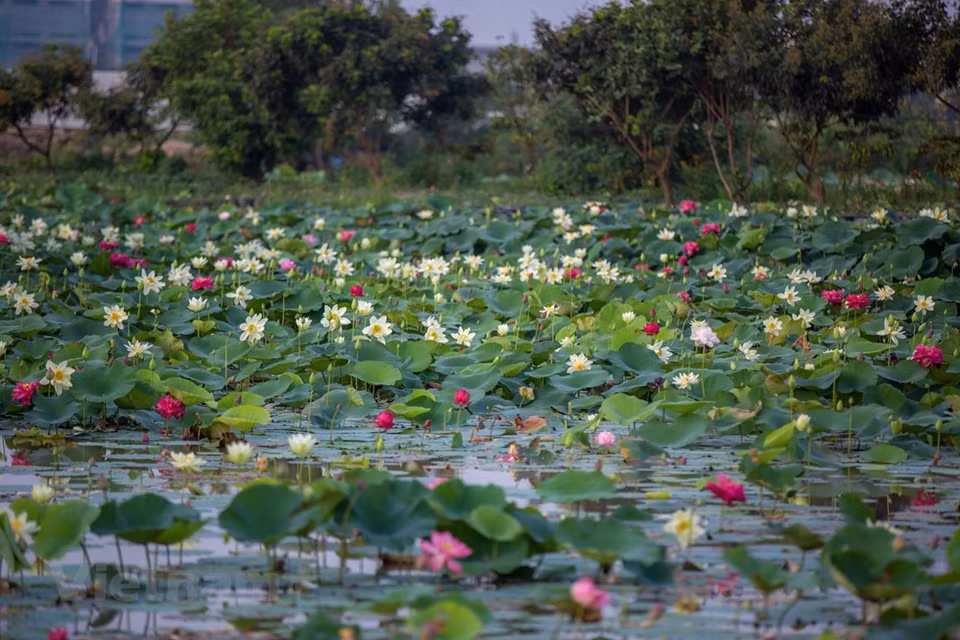 Le lotus est une plante étroitement associée aux Vietnamiens. Plusieurs de ses parties sont utilisées dans la gastronomie, dans des plats et des boissons traditionnels… À Hanoï, le lac de l’Ouest est renommé pour ses marais à lotus. Les habitants locaux, par leur savoir-faire accumulé d’année en année, ont réussi à confectionner une spécialité : le thé au lotus ou trà sen en vietnamien. Pour un thé au lotus de haute qualité, les habitants de Tây Hô ne choisissent que les lotus fleurissant en juin. En effet, c’est au cœur de l’étouffant été que les lotus dégagent le parfum le plus subtil. Il faut déposer un peu de thé dans les fleurs puis les mettre les dans l’eau chaud pour déguster. Photo: VietnamPlus