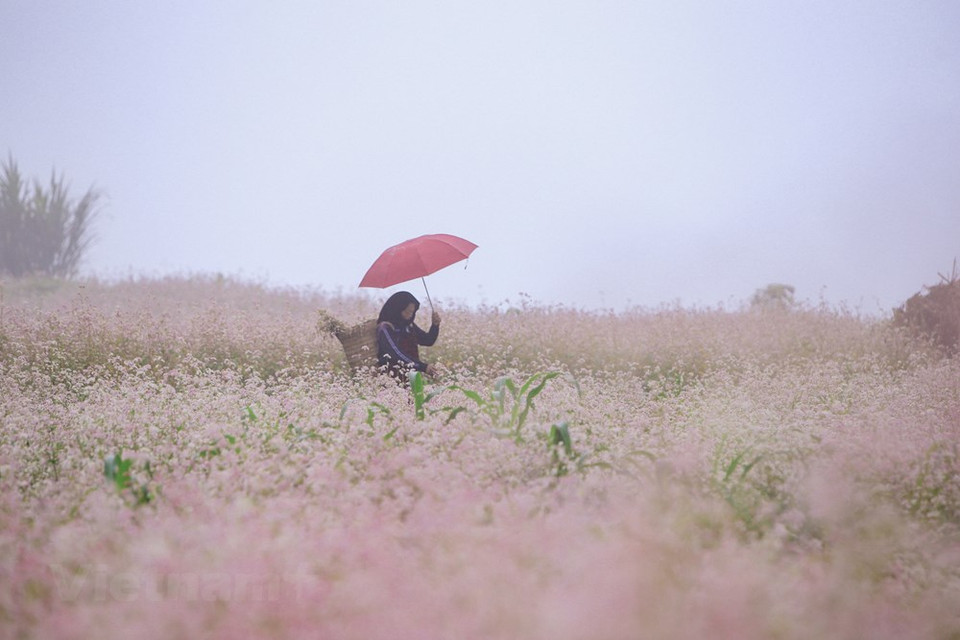 Le Col de Ma Pi Leng: le champ de sarrasin se situe entre deux chaînes de montagnes, ce qui crée un paysage naturel époustouflant. Parce que les gens d'ici commencent à semer les graines plus tard que ceux de la zone de la vallée de Dong Van, normalement, les fleurs ne commencent à porter une couleur rosâtre qu'à la mi-octobre. Le champ sous le mât Lung Cu: Au pied du mât Lung Cu, vous trouverez de nombreuses fleurs de sarrasin. Les fleurs sont cultivées dans des champs en terrasse extrêmement accrocheurs offrant aux touristes la scène la plus inoubliable de leur vie. Les sites de Pha Cao, de Dong Van, de Ma Le, de Hoang Su Phi, de Xin Man et de Pho Bang sont également visibles à Ha Giang. 