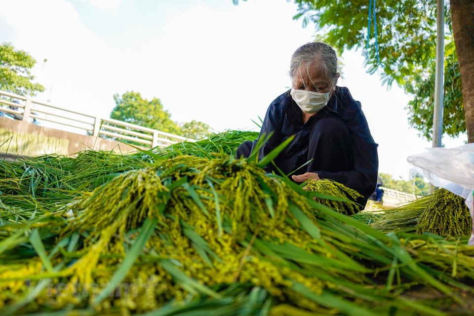 Il y a deux saisons principales pour faire le côm, le début de l’été et en automne, vers le milieu du 7e mois lunaire. C’est à ces moments-là que le côm atteint son pic de saveur. Le ministère de la Culture, des Sports et du Tourisme a récemment inscrit la spécialité de Mê Tri au patrimoine culturel immatériel national. Ces dernières années, Mê Tri organise des fêtes culturelles du côm dans le but d’aider les jeunes générations à mieux comprendre les valeurs de ce village de métier traditionnel et de son produit grâce à des échanges avec des historiens et des spécialistes de Hanoï. Photo: VietnamPlus