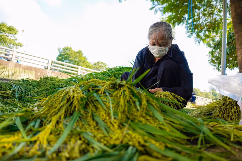 Il y a deux saisons principales pour faire le côm, le début de l’été et en automne, vers le milieu du 7e mois lunaire. C’est à ces moments-là que le côm atteint son pic de saveur. Le ministère de la Culture, des Sports et du Tourisme a récemment inscrit la spécialité de Mê Tri au patrimoine culturel immatériel national. Ces dernières années, Mê Tri organise des fêtes culturelles du côm dans le but d’aider les jeunes générations à mieux comprendre les valeurs de ce village de métier traditionnel et de son produit grâce à des échanges avec des historiens et des spécialistes de Hanoï. Photo: VietnamPlus