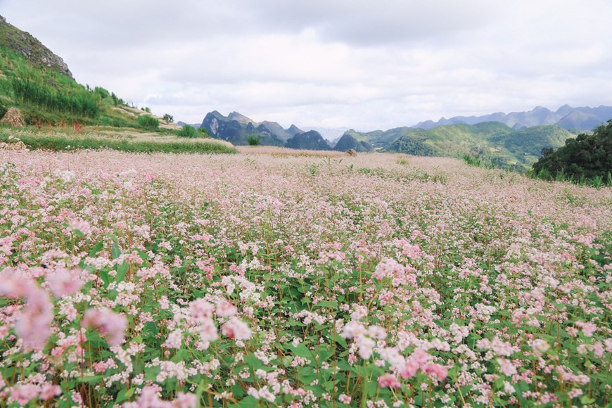 Ha Giang est connue pour ses champs de sarrasin.