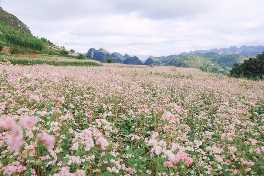 Ha Giang est connue pour ses champs de sarrasin.