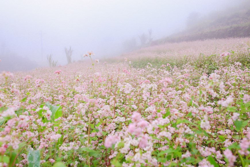 Bien que les fleurs de sarrasin soient petites, elles ont une forte vitalité. Dans les zones rocheuses arides, elles prospèrent et fleurissent glorieusement.