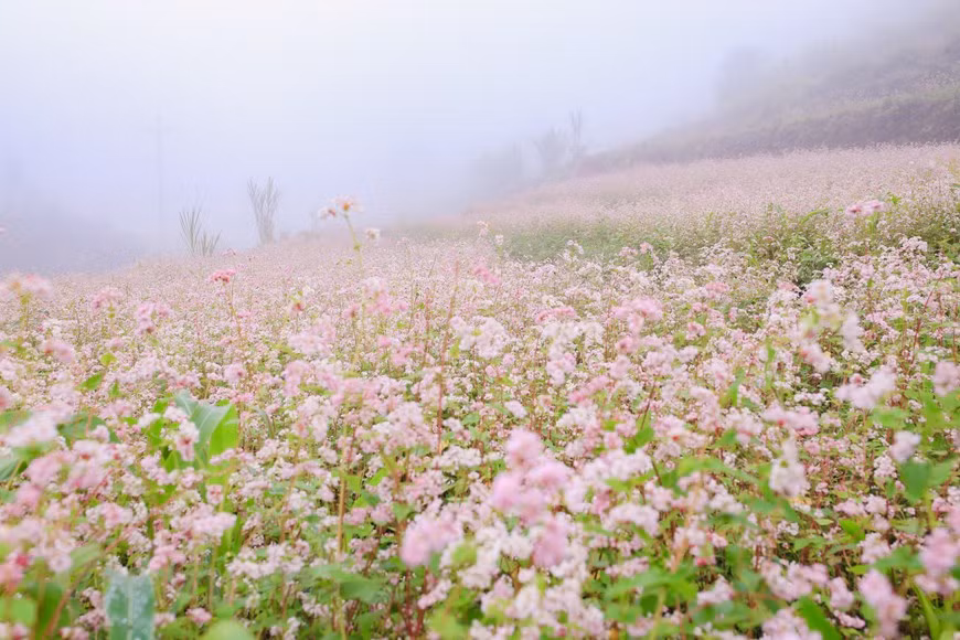 Bien que les fleurs de sarrasin soient petites, elles ont une forte vitalité. Dans les zones rocheuses arides, elles prospèrent et fleurissent glorieusement.