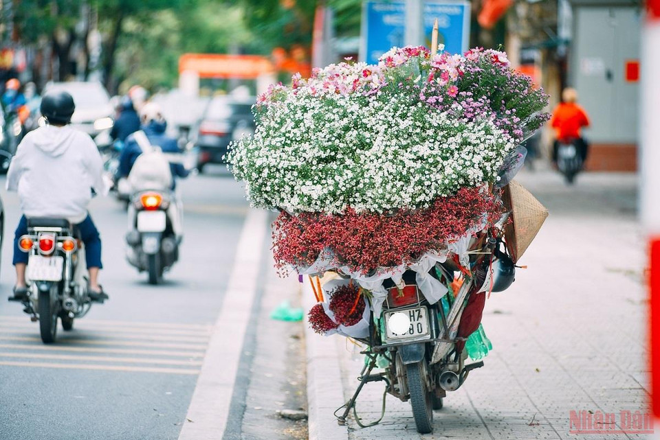 Cultivées dans les villages floraux de la banlieue de Hanoï comme Nghi Tàm, Ngoc Hà, Nhât Tân, Quang Ba, les marguerites Daisy sont une plante herbacée vivace de la famille des Astéracées. C'est une plante à fleur en touffe, à tige érigée, ridée, aux feuilles basales pétiolées, et aux caulinaires engainantes crénelées. La fleur est blanche et possède de 20 à 30 pétales. On les achète en bouquets. Photo: Nhandan.vn