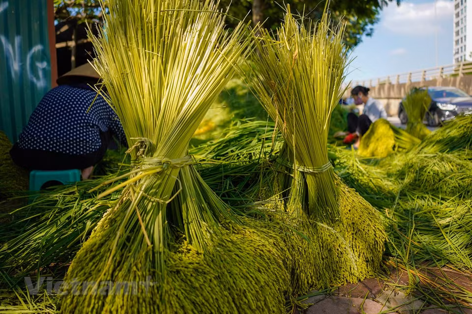 On peut faire du côm quand les graines de riz commencent à arriver à maturité. Selon les explications de maîtres dans l’art de préparer cet encas, les graines dont l’écorce reste encore verte sont vannées pour éliminer les graines creuses et ne garder que les meilleures. D’abord, le riz gluant est torréfié sur le feu de bois, puis pilé et enfin, tamisé plusieurs fois pour être débarrassé de son écorce. Selon les artisans, parmi tous les riz gluants, c’est le nêp cai hoa vàng qui permet de faire le meilleur côm. C’est un régal de déguster du côm emballé dans une feuille de lotus et tout juste sortie du champ. Photo: VietnamPlus