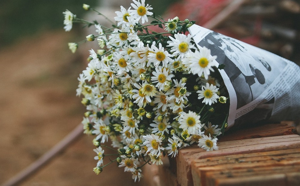 Entre mi-novembre et mi-décembre, les marguerites Daisy sont omniprésentes dans les rues de Hanoï. Photo: Internet