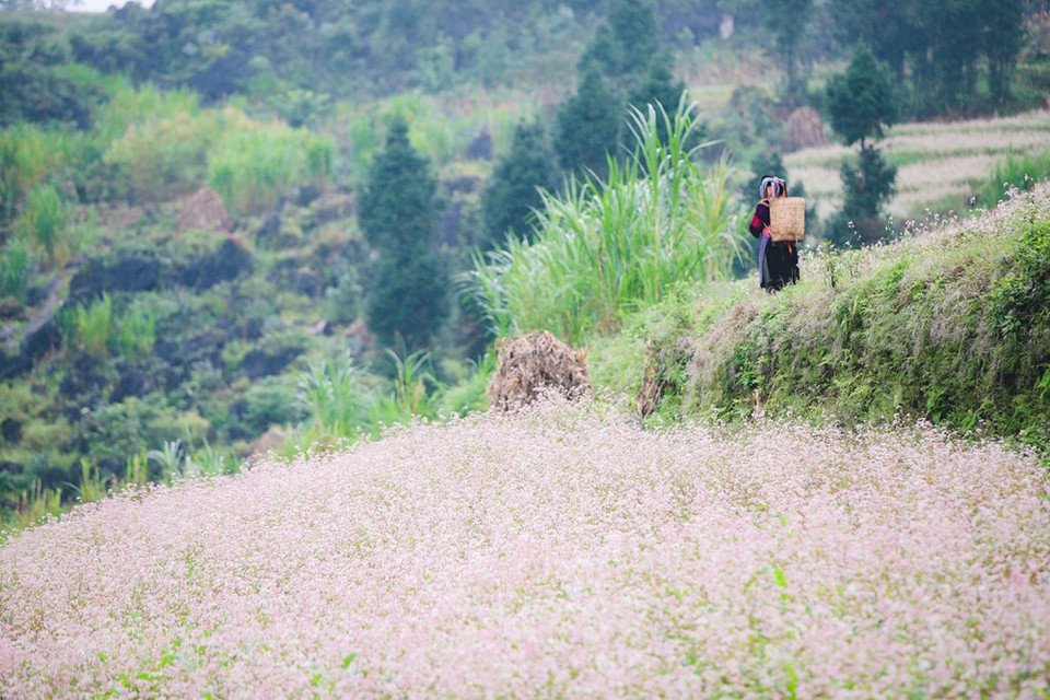  La province montagneuse de Ha Giang (Nord) attire également les touristes par ses immenses rizières en terrasses, ses champs de fleurs de sarrasin et ses paysages montagneux grandioses. Ha Giang compte environ 800 000 habitants, dont 90% issus de minorités ethniques préservant encore leurs cultures et leurs styles de vie traditionnels. Les plus nombreux sont les H’mong, Tay, Dao et Nung. La province attire les touristes par ses immenses rizières en terrasses,ses champs de fleurs de sarrasin et ses paysages montagneux grandioses. Ha Giang se trouve à la plus haute latitude du Vietnam. Elle est entourée des provinces de Cao Bang, Lao Cai, Yen Bai et de Tuyen Quang, et frontalière de la Chine par le Nord. Chaque saison, Ha Giang a sa propre beauté à conquérir.