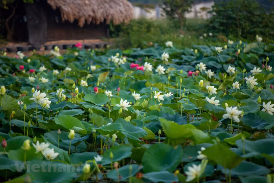 Les lotus sont intercalés entre diverses variétés en vue d'une hybridation naturelle afin de créer de nouveaux cultivars de lotus. Le lotus doit être récolté et livré avant l'ensoleillement, car son odeur s'estompe très vite. Les lotus commencent à s’épanouir dès l’aube, le meilleur moment pour les contempler est entre 6h et 9h du matin. Le blanc et le rose le des fleurs alternant avec le vert des grandes feuilles esquissent un tableau le plus romantique. Cela explique pourquoi ce marais de lotus est une destination très prisée des amateurs de photographie. Il y a quelques années, afin de saisir une belle photo de lotus blanc, les Hanoïens devaient se rendre jusque dans le Centre du pays. Photo: VietnamPlus