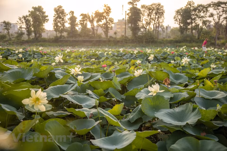 Le Centre d'expérimentation, de recherche et de développement des gènes de lotus relève de l'Université d'agriculture du Vietnam. Il recherche et crée de nouvelles variétés de lotus. Les soins pour toutes les variétés de lotus sont presque les mêmes. Les différences dépendent des saisons, des taux de croissance, et de la nutrition. Le lotus se distingue des autres plantes aquatiques non seulement par la grâce de sa fleur à la fois simple et distinguée mais aussi par la richesse des traditions qui l’accompagnent en Asie, en particulier au Vietnam. Des milliers de lotus de toutes les couleurs fleurissent et sont un vrai régal pour les yeux. Photo: VietnamPlus