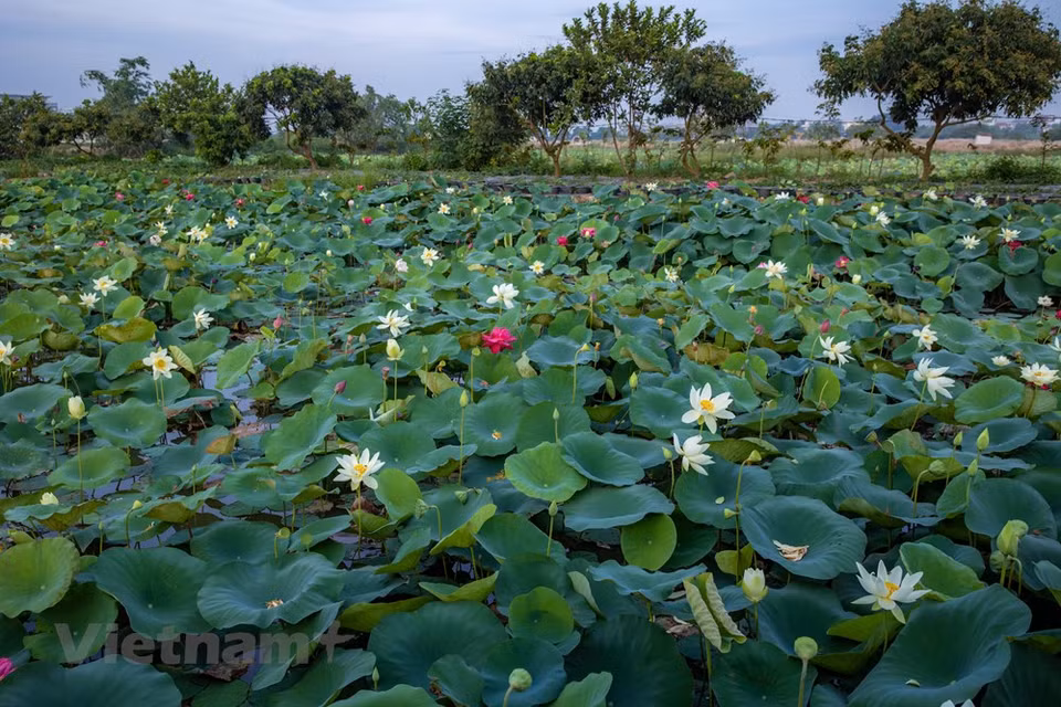 Le marais, qu’y a-t-il d’aussi beau que le lotus ? Feuilles vertes, fleurs blanches, étamines d’or'', dit une chanson populaire. Dans ce marais dans le district de Gia Lâm, en banlieue de Hanoï, près de 170 variétés de lotus font étalage de leur beauté sous les rayons de soleil. Ce marais de lotus appartient au Centre d'expérimentation, de recherche et de développement des gènes de lotus, relevant de l'Université de l'agriculture du Vietnam. Le site abrite sur environ 7,5 hectares le plus grand nombre de variétés de lotus au Vietnam. Le Centre d'expérimentation, de recherche et de développement des gènes de lotus relève de l'Université d'agriculture du Vietnam. Photo: VietnamPlus