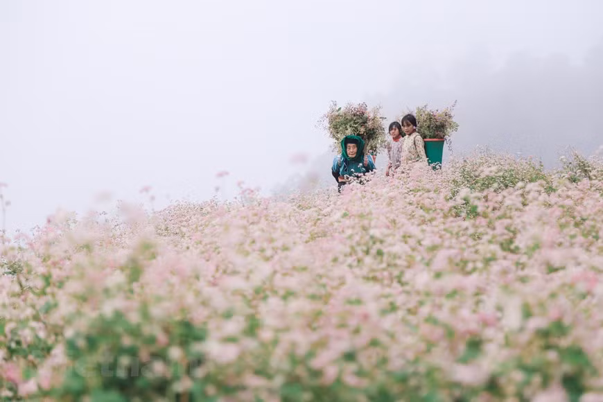 Les champs de fleurs de sarrasin attirent de nombreux visiteurs désireux de prendre des photos. 