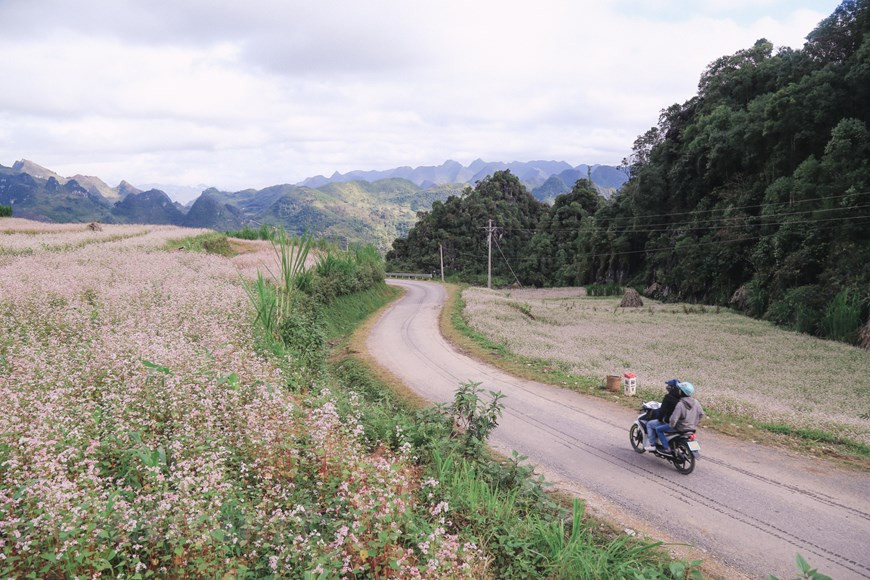 La fin de l'année est le moment où les champs de sarrasin sont en pleine floraison, embellissant encore plus Ha Giang.