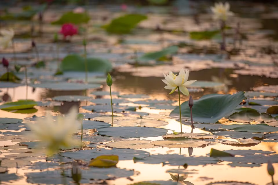 Le lotus est profondément lié à la vie quotidienne des Vietnamiens. Cette fleur emblématique du Vietnam est omniprésente dans nombre de monuments culturels. Le lotus intervient dans la vie religieuse de la population. Dans le bouddhisme, il symbolise l’aspiration à la pureté. Il est présent lors des funérailles, est disposé sur l’autel des ancêtres ou utilisé dans les cérémonies cultuelles. L’art, que ce soit dans les chansons, les danses ou les poèmes, lui fait aussi la part belle. Dans les rues, il est facile d’en acheter. Lorsque des femmes portent un ao dài (tunique fendue traditionnelle des Vietnamiennes) orné de lotus, elles font forte impression auprès des touristes étrangers. Photo: VietnamPlus 