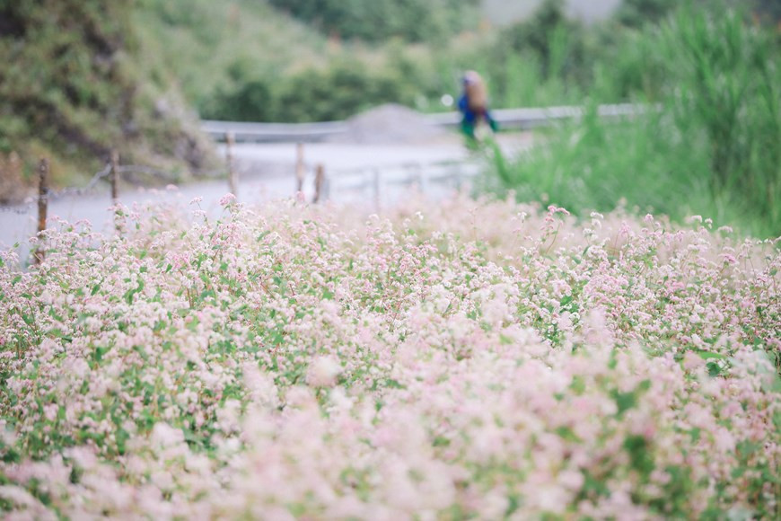 Ha Giang, située à l'extrême-Nord du Vietnam, est bien connue pour ses beautés naturelles diverses telles que le plateau de Dong Van, le col de Ma Pi Leng, les rizières en terrasse et les champs de fleurs de sarrasin.