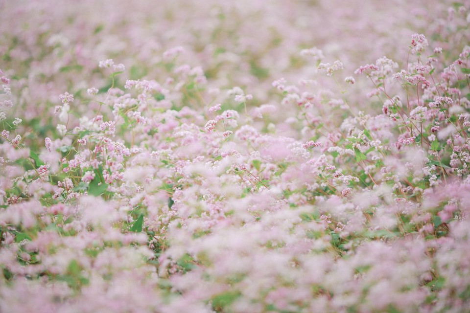 Lorsque les rizières en terrasses sont mûres et puis récoltées, toute la colline est recouverte par un tapis de fleurs qui concurrencent en termes de couleurs. Très pittoresque et romantique. Et la saison la plus romantique de l’année dans la province de Ha Giang, c’est la saison des fleurs de sarrasin. La saison des fleurs de sarrasin s’étend du mois d’octobre au mois décembre. Une courte visite de trois ou quatre jours sera ainsi idéale pour contempler le tapis des pétales de fleurs rouges et blancs ainsi que pour visiter les destinations touristiques les plus attrayantes de la province de Ha Giang. 