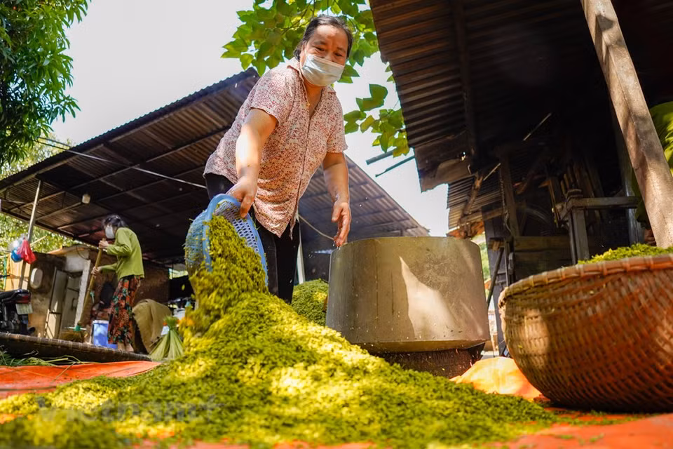 Une fois légèrement refroidies, elles sont ensuite pilées dans un mortier pour être décortiquées. Durant le pilage, on cherche à éliminer au fur et à mesure les balles jusqu’à obtention de graines vraiment liantes. Le produit fini doit être obligatoirement enveloppé - souvent dans des feuilles de lotus frais - afin qu’il ne sèche pas et ne perde pas sa couleur verte. Le parfum du côm et celui des feuilles de lotus fraîches se marient bien, donnant la saveur particulière du côm de Hanoï. Les Hanoïens le considèrent comme une spécialité à ne pas rater en automne et un cadeau particulier. Photo: VietnamPlus