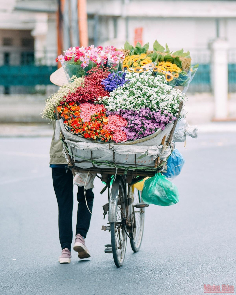 Quand Hanoï ressent les premiers vents hivernaux, c’est la pleine saison des marguerites Daisy (Astéracées), une fleur de la même famille que les chrysanthèmes. Photo: Nhandan.vn
