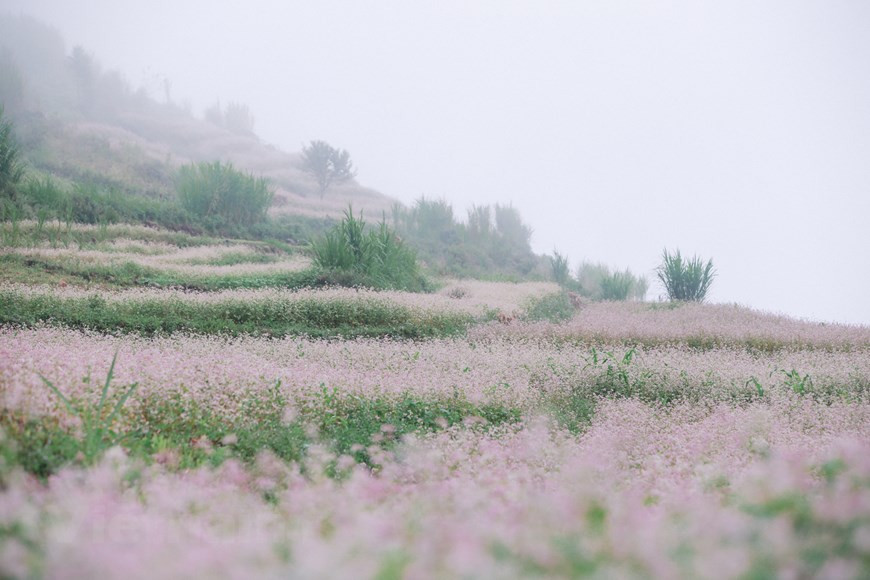 Tous les visiteurs seront époustouflés par la beauté romantique des champs de sarrasin en fleurs.