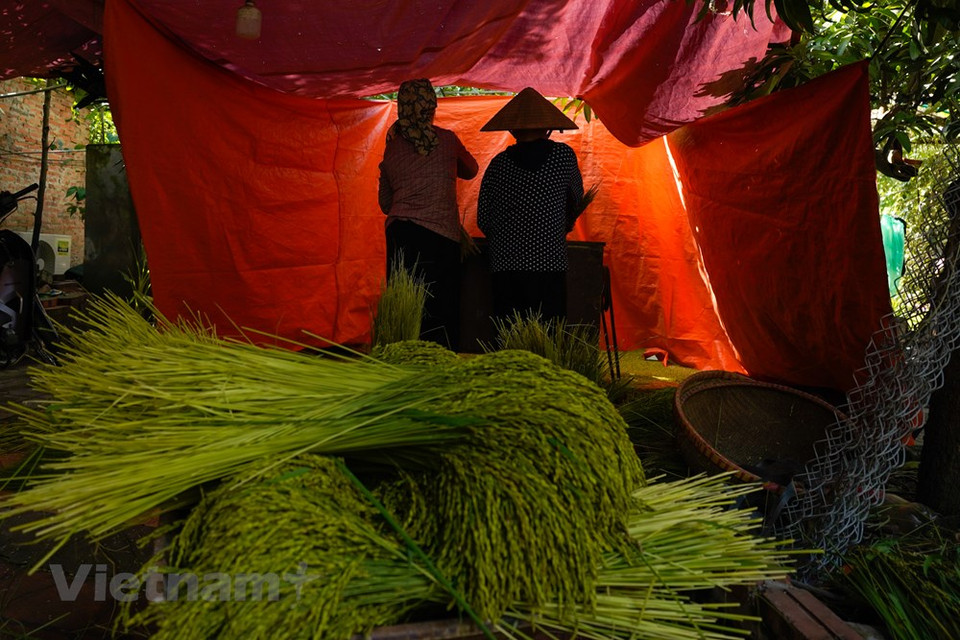La nature a donné aux Hanoïens ce précieux cadeau, le côm du village Mê Tri. Le côm confectionné à Mê Tri, qui est un village rattaché à l’arrondissement de Nam Tu Liêm, est connu comme étant l’un des deux meilleurs, l’autre venant de Vong, un village de l’arrondissement de Câu Giây. Récemment, le ministère de la Culture, des Sports et du Tourisme a inscrit ce savoir-faire de Mê Tri au patrimoine culturel immatériel national. En effet, les Hanoïens vivant loin de chez eux, et même à l’étranger, se souviennent de la saveur du côm, en particulier lors de la fête de la mi-automne. Photo: VietnamPlus