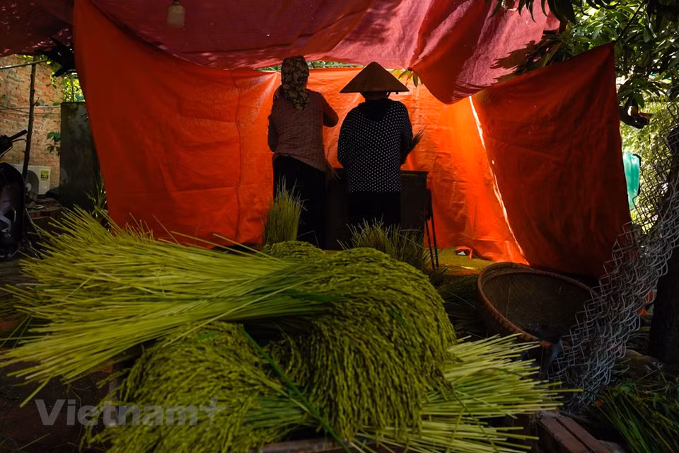 La nature a donné aux Hanoïens ce précieux cadeau, le côm du village Mê Tri. Le côm confectionné à Mê Tri, qui est un village rattaché à l’arrondissement de Nam Tu Liêm, est connu comme étant l’un des deux meilleurs, l’autre venant de Vong, un village de l’arrondissement de Câu Giây. Récemment, le ministère de la Culture, des Sports et du Tourisme a inscrit ce savoir-faire de Mê Tri au patrimoine culturel immatériel national. En effet, les Hanoïens vivant loin de chez eux, et même à l’étranger, se souviennent de la saveur du côm, en particulier lors de la fête de la mi-automne. Photo: VietnamPlus
