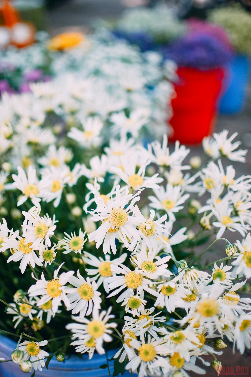 En cette fin de novembre, dans toutes les ruelles, sur tous les marchés traditionnels, la marguerite Daisy est omniprésente chez les fleuristes et sur les vélos des vendeuses ambulantes. Photo: Nhandan.vn
