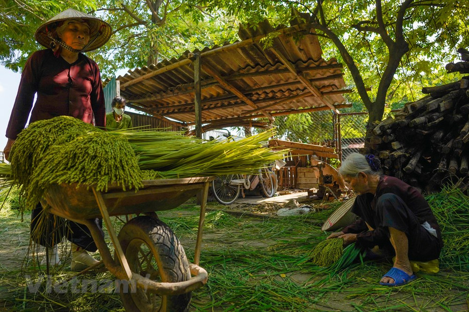 Si le côm est un plat très populaire, c’est aussi un luxe. Pour goûter ce précieux présent de Hanoï, on peut le manger directement, avec une banane ou un kaki mur, ou avec un thé aux pétales de lotus du lac de l’Ouest de Hanoï. Mais il y a aussi beaucoup de plats particuliers préparés à base de côm : cha côm (jeune riz et hachis de porc mélangés et frits), côm xao (riz sauté sucré), chè côm (jeune riz gluant cuit dans du sirop), banh côm (pain de côm garni) qui est l’un des cadeaux de mariage au Vietnam... Photo: VietnamPlus
