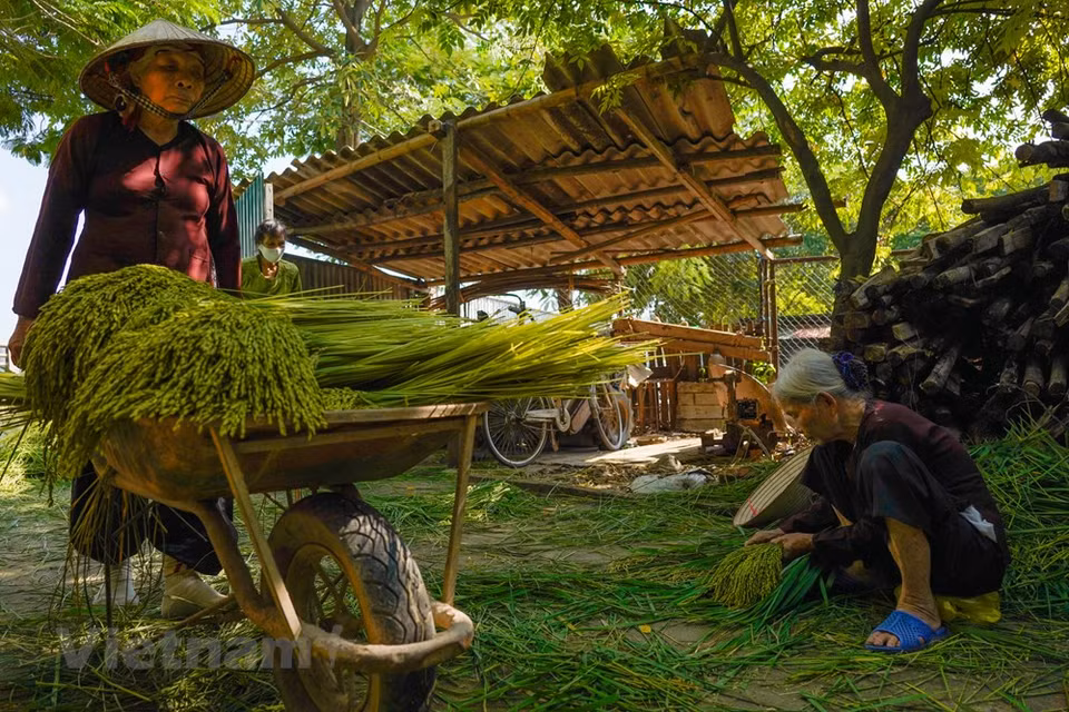 Si le côm est un plat très populaire, c’est aussi un luxe. Pour goûter ce précieux présent de Hanoï, on peut le manger directement, avec une banane ou un kaki mur, ou avec un thé aux pétales de lotus du lac de l’Ouest de Hanoï. Mais il y a aussi beaucoup de plats particuliers préparés à base de côm : cha côm (jeune riz et hachis de porc mélangés et frits), côm xao (riz sauté sucré), chè côm (jeune riz gluant cuit dans du sirop), banh côm (pain de côm garni) qui est l’un des cadeaux de mariage au Vietnam... Photo: VietnamPlus