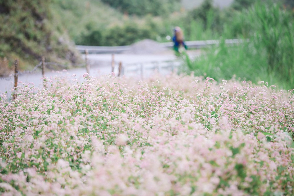 Située à l'extrême-Nord du Vietnam, la province montagneuse de Ha Giang (au Nord-Ouest) est bien connue pour la beauté de ses espaces naturels tels que le plateau de Dong Van, le col de Ma Pi Leng, les champs de sarrasin en fleurs... Non seulement connue pour des routes sinueuses nichées au pied de montagnes majestueuses et spectaculaires ou des belles vues dans des villages traditionnels des groupes ethniques locaux, la province de Ha Giang est aussi une destination de prédilection de nombre de touristes, vietnamiens comme étrangers, pour les saisons des fleurs de prunier, de pêche,…, en particulier la saison des fleurs de sarrasin. Photo: VietnamPlus
