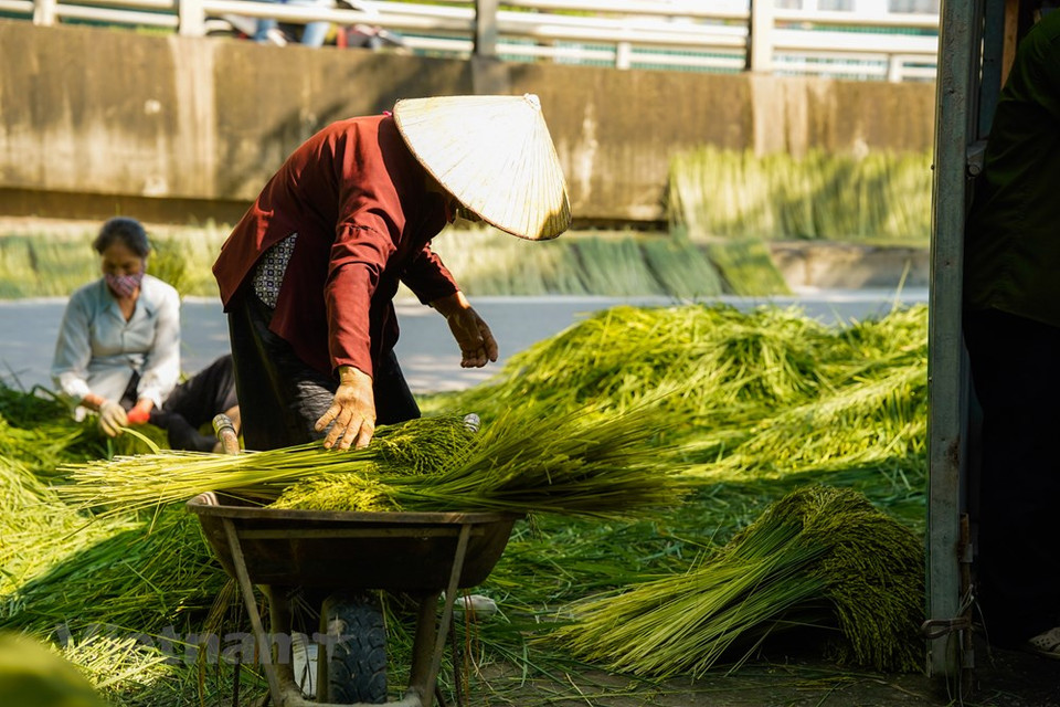 La saison principale du côm va du 7e au 10e mois lunaire. Mais on fait aussi du côm les 4e et 5e mois lunaires. Lors des 1er et 15e jours du mois lunaire, les Hanoïens ont l'habitude d'acheter du côm pour l'autel des ancêtres. Le côm est un plat populaire des Hanoïens. Cette spécialité gourmande très réputée de la capitale n’est pas réservée aux personnes pressées. À ce moment-là, on peut apprécier la frugalité dans la délicatesse du Côm avec le parfum des feuilles de lotus. Tout cela retient la tiédeur de l’été sur les lacs de lotus et l’odeur de la campagne vietnamienne. Photo: VietnamPlus