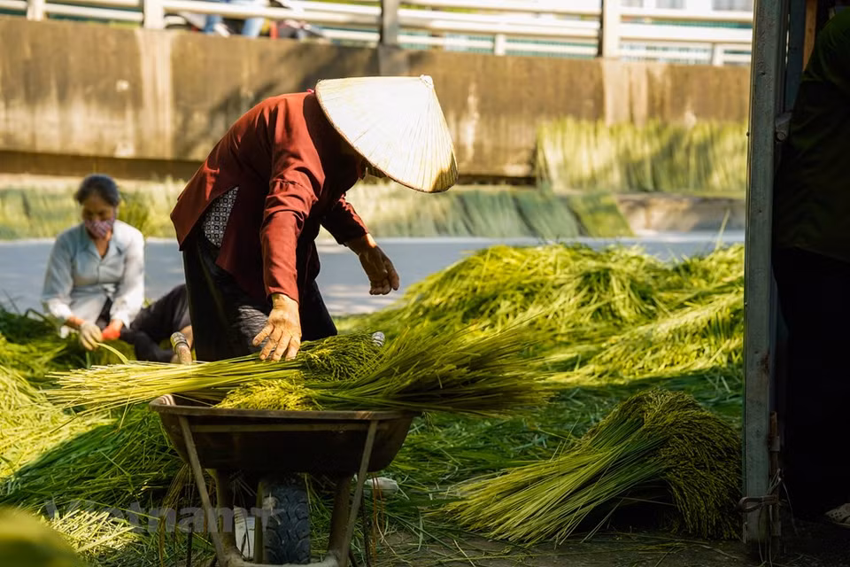 La saison principale du côm va du 7e au 10e mois lunaire. Mais on fait aussi du côm les 4e et 5e mois lunaires. Lors des 1er et 15e jours du mois lunaire, les Hanoïens ont l'habitude d'acheter du côm pour l'autel des ancêtres. Le côm est un plat populaire des Hanoïens. Cette spécialité gourmande très réputée de la capitale n’est pas réservée aux personnes pressées. À ce moment-là, on peut apprécier la frugalité dans la délicatesse du Côm avec le parfum des feuilles de lotus. Tout cela retient la tiédeur de l’été sur les lacs de lotus et l’odeur de la campagne vietnamienne. Photo: VietnamPlus
