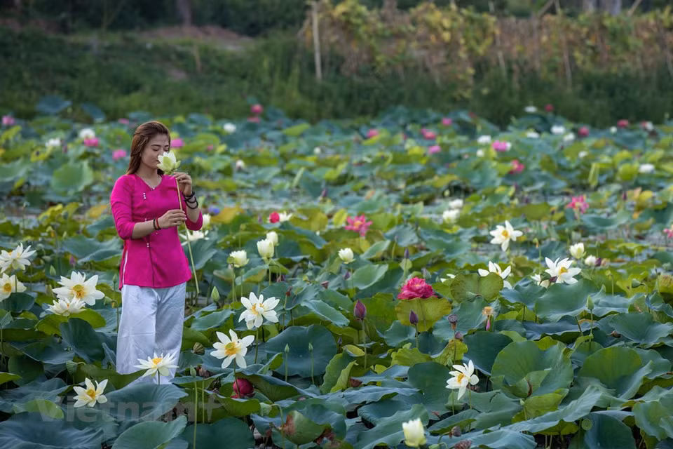 Le lotus symbolise la pureté et la grâce. Les pétales trempés de rosée agités par la brise créent une beauté des plus romantiques. Les feuilles rondes, de couleur verte foncée, aux nervures saillantes, flottent à la surface de l’eau. Un paysage poétique, comme figé dans le temps, à l’écart de la vie urbaine tumultueuse. Afin de posséder un étang de lotus pittoresque, les propriétaires ont dû prodiguer des soins minutieux car cette fleur est plus difficile à cultiver que les autres variétés de lotus. La floraison dure de mai à juillet. Prendre des photos de lotus est un des loisirs préférés des Hanoïens à l’arrivée de l’été. Photo: VietnamPlus