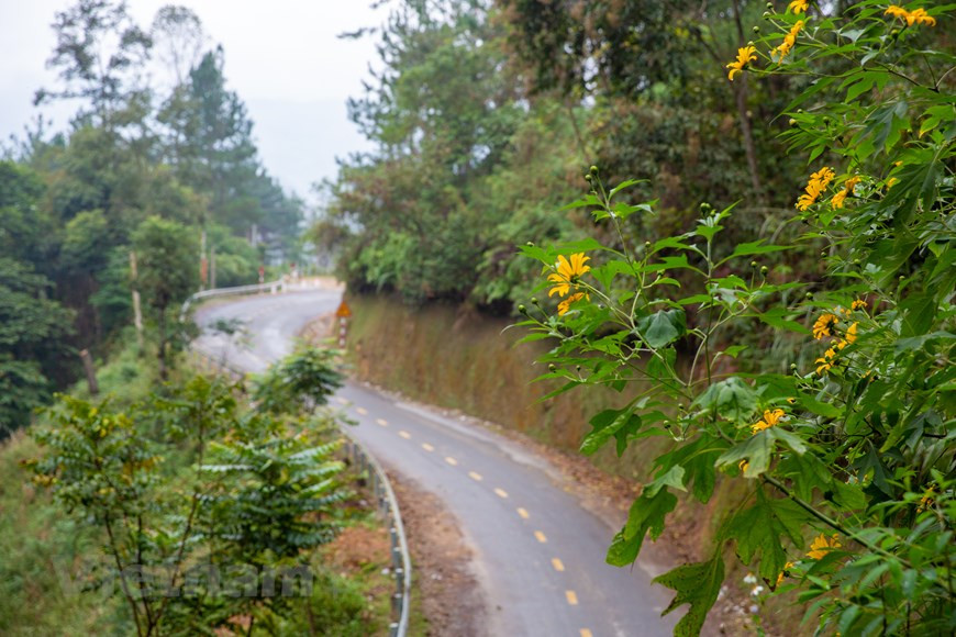  Le long des collines, des routes sinueuses longent d’innombrables forêts de pins, s’étendant sur des dizaines de kilomètres. Au loin, des petits villages H’Mong et Tay simples et paisibles parmi les arbres. Des fleurs jaunes aux couleurs vives ajoutent à la scène luxuriante pour que la forêt de pins de Yen Minh devienne brillante et rayonnante. En venant ici, on sera immergé dans une nature magnifique. On écoutera le bruissement de la forêt de pins chaque fois que le vent souffle, mélangé au chant des oiseaux. On admirera tous ses paysages pittoresques. Photo : Vietnamplus