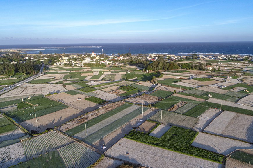  La renommée de l’ail à une seule gousse de Ly Son est maintenant nationale. Car, il n’est pas seulement condiment, il a aussi de nombreuses vertus médicinales. Les ails sont plantés vers octobre et la récolte a lieu à la mi-février de l’année suivante. La cueillette se déroule pendant deux semaines. Puis, les ails sont classifiés, séchés, avant d’être vendus aux commerçants. Sur un champ de 100 m², environ 100 kg d’ail frais récoltés donnent 70 kg d’ail séchés. L’ail est une plante potagère vivace typique et principale sur le district insulaire de Ly Son. Il occupe une grande proportion dans la production de l’agriculture locale. Ces dernières années, malgré des difficultés dues aux conditions naturelles, le manque de terre cultivable et de sable, et la mutation des prix, la culture de l’ail n’a pas faiblie. Photo : Vietnamplus