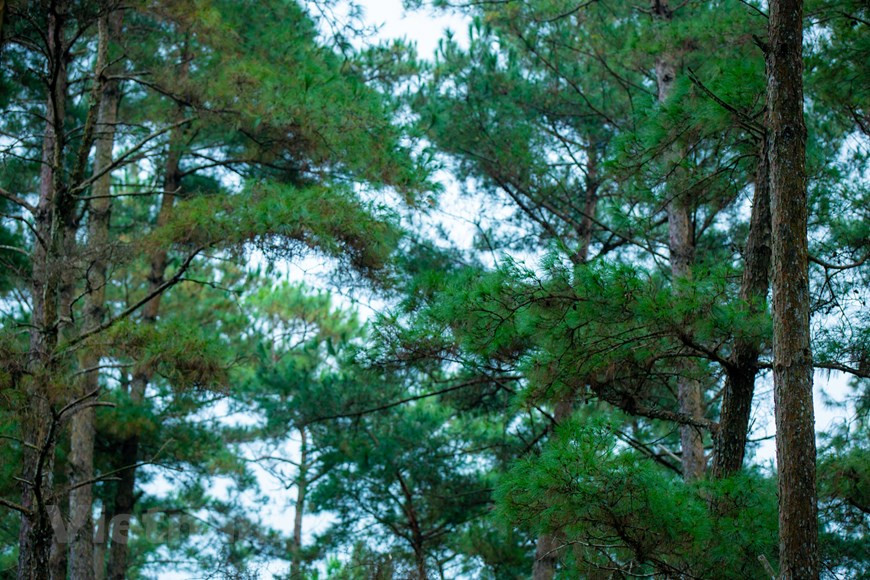  Située à la frontière sino-vietnamienne, à l’extrême Nord du Vietnam, la province de Ha Giang regorge de destinations impressionnantes telles que le haut plateau karstique de Dông Van, la tour du drapeau de Lung Cu, le col de Ma Pi Leng, le Palais de Vuong Chinh Duc - roi des H’mong autrefois, et bien d’autres encore. Une nature grandiose formée par de hautes montagnes, des rizières en terrasses, des forêts primitives regorgeant de bois précieux et de plantes médicinales... Ici, la beauté des paysages est sidérante, entre les rizières à flanc de montagne, les champs de maïs, les sommets et les vastes panoramas. Photo : Vietnamplus