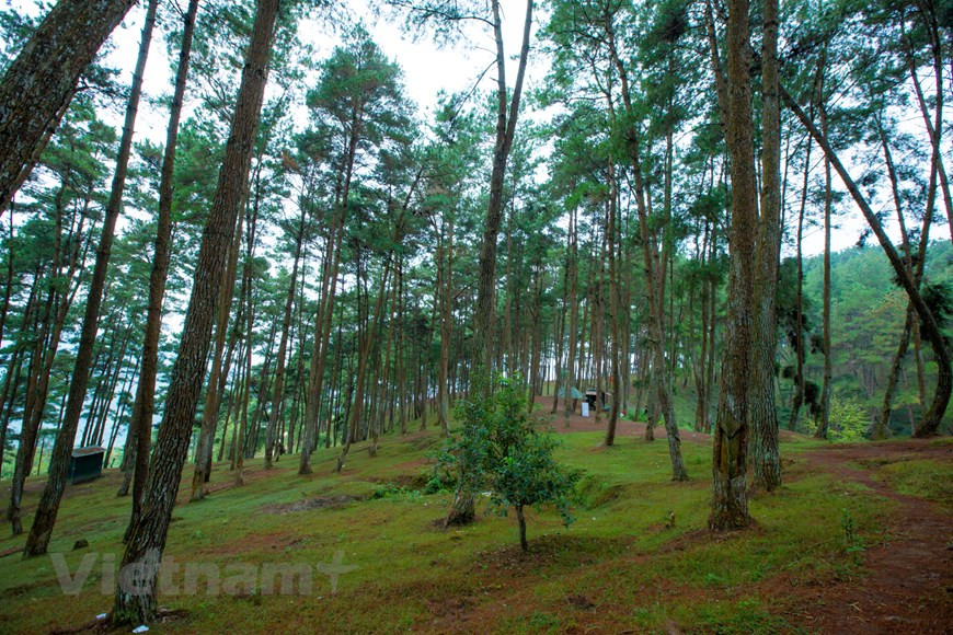  Au milieu de cette scène naturelle poétique, parfois on voit des images d’enfants des hautes terres aux yeux clairs et aux sourires innocents, les pieds nus jouant dans l’herbe verte. Les garçons et les filles H’Mong avec des vaches et des chèvres rendent plus vivante l’image poétique de la prairie. Peut-être il y a aussi beaucoup de belles histoires d’amour ici, l’amour romantique a été commencé sur la vaste prairie verdoyante. Au coucher du soleil, les rayons du soleil restant sur le feuillage créent une belle et paisible photo au milieu des majestueuses montagnes Ha Giang. Photo : Vietnamplus