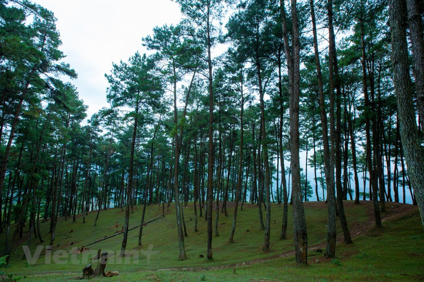  La forêt de pins Yen Minh est également un lieu idéal pour des activités amusantes et des pique-niques. On peut également organiser des jeux de groupe, des activités de camping, des fêtes en plein air, des réunions entre amis, en famille et autres moments de plaisir et de bonheur. Lors de l’organisation d’un pique-nique, veillez à utiliser le feu de manière appropriée et en toute sécurité pour éviter des incendies de forêt. Il est conseillé d’apporter des réchauds à gaz compacts si on a l’intention de camper et d’organiser des fêtes en plein air. Photo : Vietnamplus