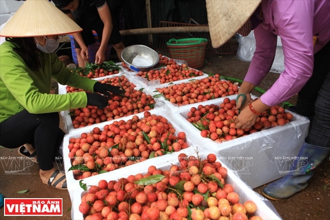 Depuis le début de juin, la province de Bac Giang a exporté plus de 11.000 tonnes de litchis frais vers la Chine.