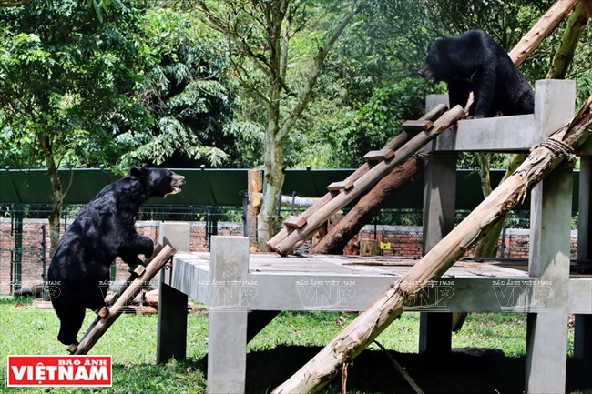 Cet escalier en bois a été érigé dans la zone semi-naturelle pour que les ours retrouvent leur capacité à grimper.