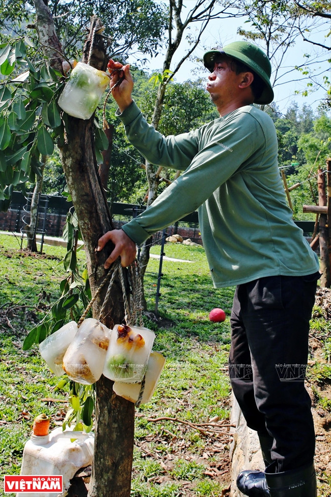 Certains aliments sont accrochés en hauteur et pour les prendre, les ours doivent se lever.