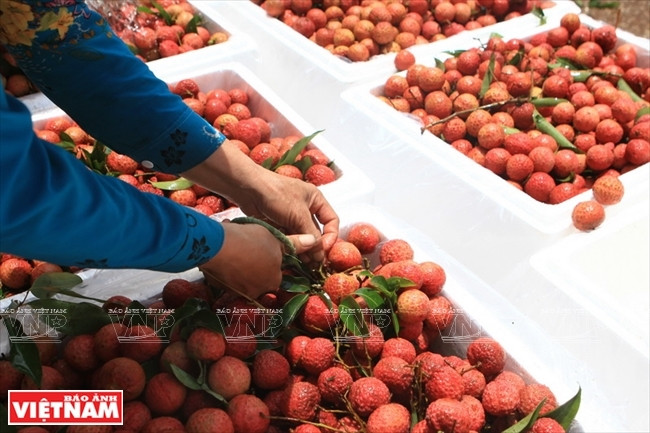Les litchis Thiêu de Bac Giang seront écoulés à la fois sur le marché domestique et exporter à l’étranger.