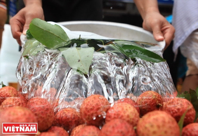 Les commerçants et habitants de Luc Ngan ont pu exporter environ 11.000 tonnes de litchis vers la Chine au prix allant de 35.000 à 70.000 dongs le kilo.