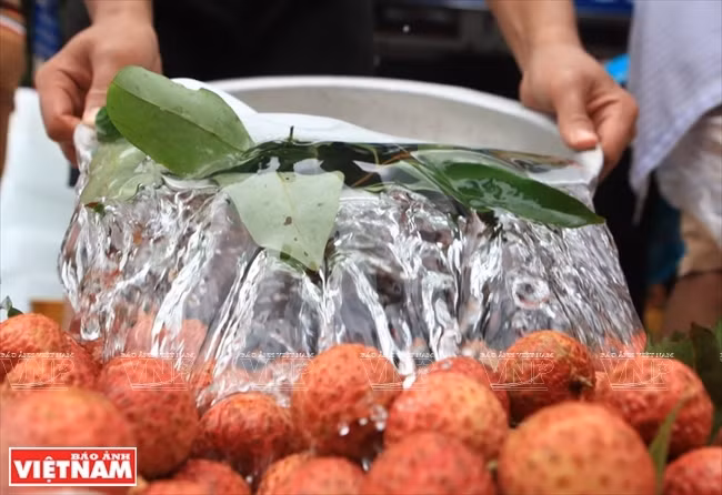 Les commerçants et habitants de Luc Ngan ont pu exporter environ 11.000 tonnes de litchis vers la Chine au prix allant de 35.000 à 70.000 dongs le kilo.