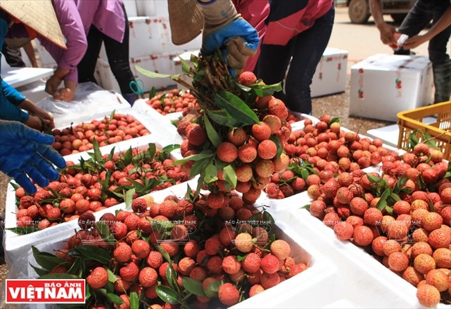 Les grappes de letchis à bonne qualité sont emballées dans une boîte pour l’écoulement.