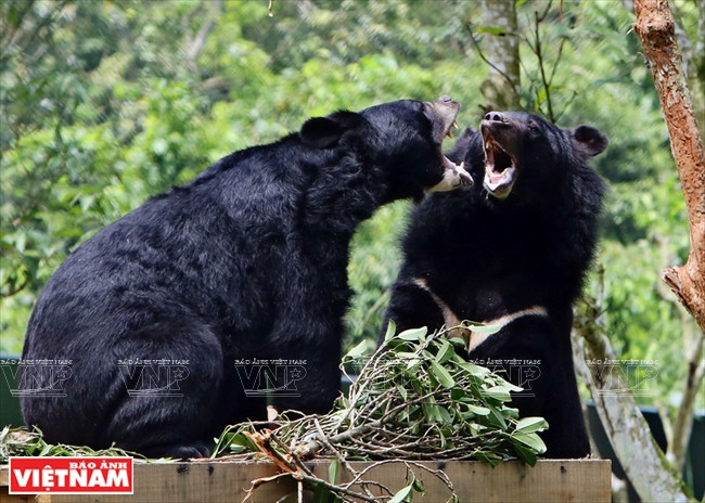 Dans la zone semi-naturelle, les ours se rétablissent peu à peu.